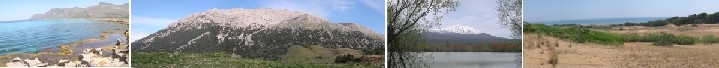 GUIDA  ALL''IDENTIFICAZIONE DI ALCUNI CERAMBICIDI ITALIANI